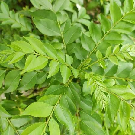 Curry leaf seeds