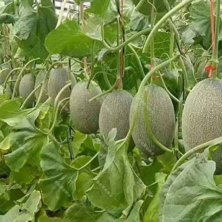 Hami Melon fruit seeds