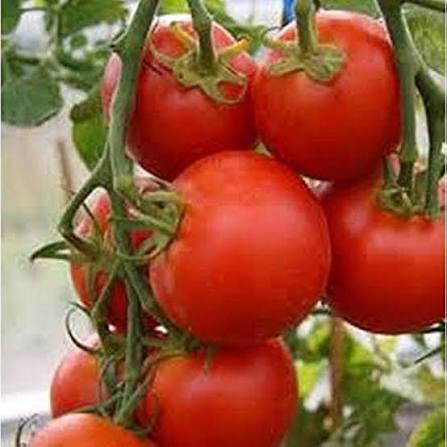 Arctic Plenty Fruit seeds
