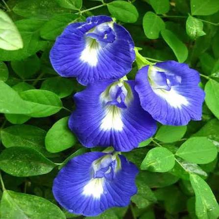 Butterfly Pea flower seeds