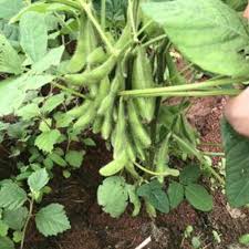Edamame Vegetable Seeds