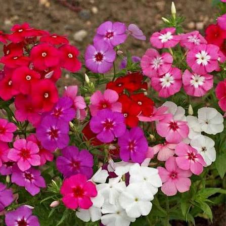 Phlox flower seeds