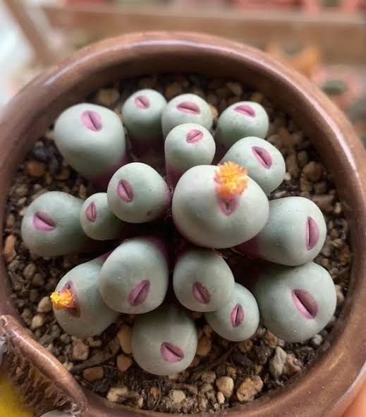 Conophytum Plant Seeds