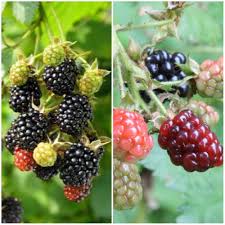 Blackberry fruit seeds