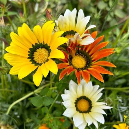 Gazania flower seeds
