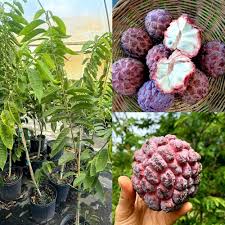 Annona Fruit Seeds