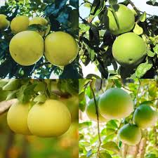 Grapefruit seeds