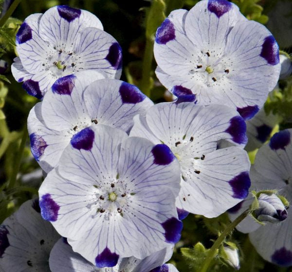Nemophila flower seeds