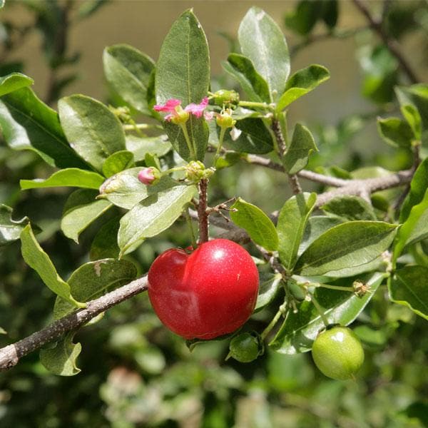 Cherry fruit seeds