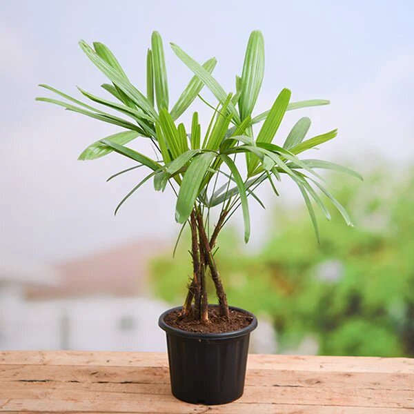Rhapis Palm Plant Seeds