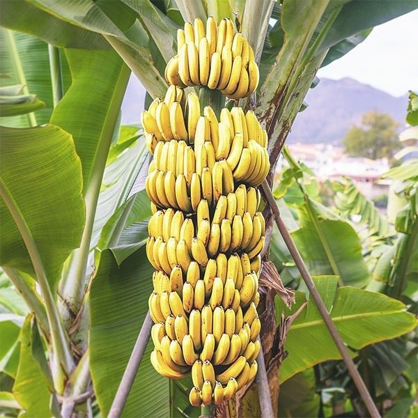 Banana fruit seeds