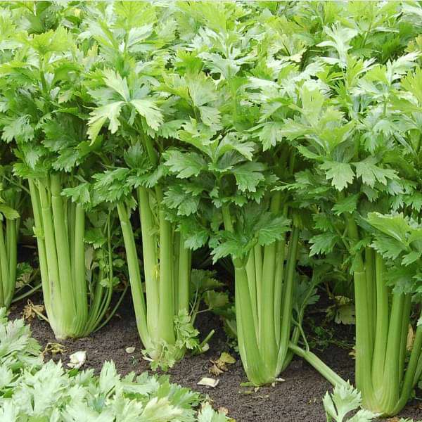 Celery Vegetable Seeds
