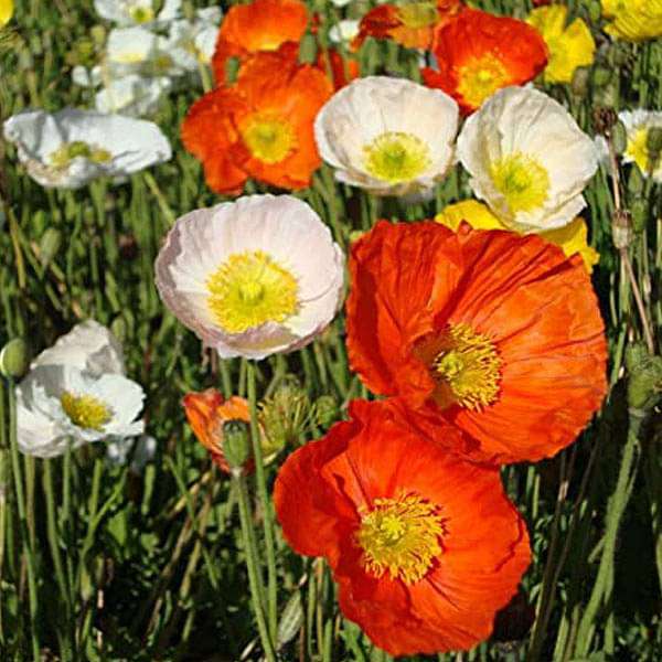 Poppy flower seeds