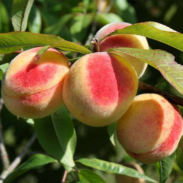 Peach Fruit Seeds