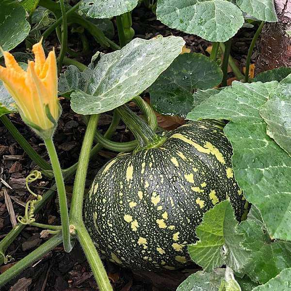 Pumpkin Vegetable Seeds