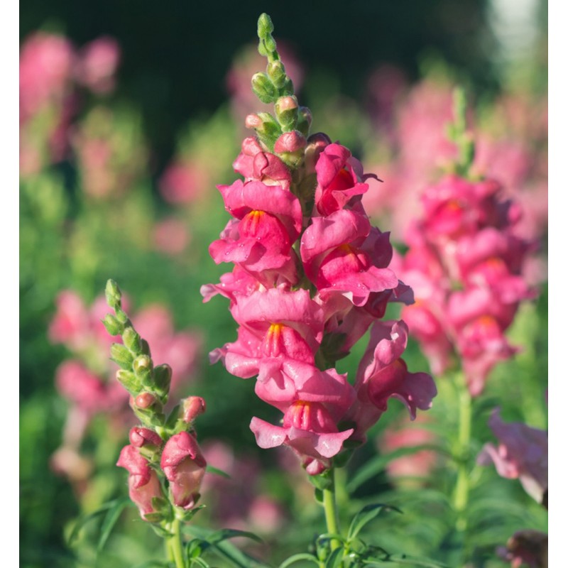 flower seeds, winter season garden seeds, fruit seeds, vegetable seeds, herb seeds, wildflower seeds