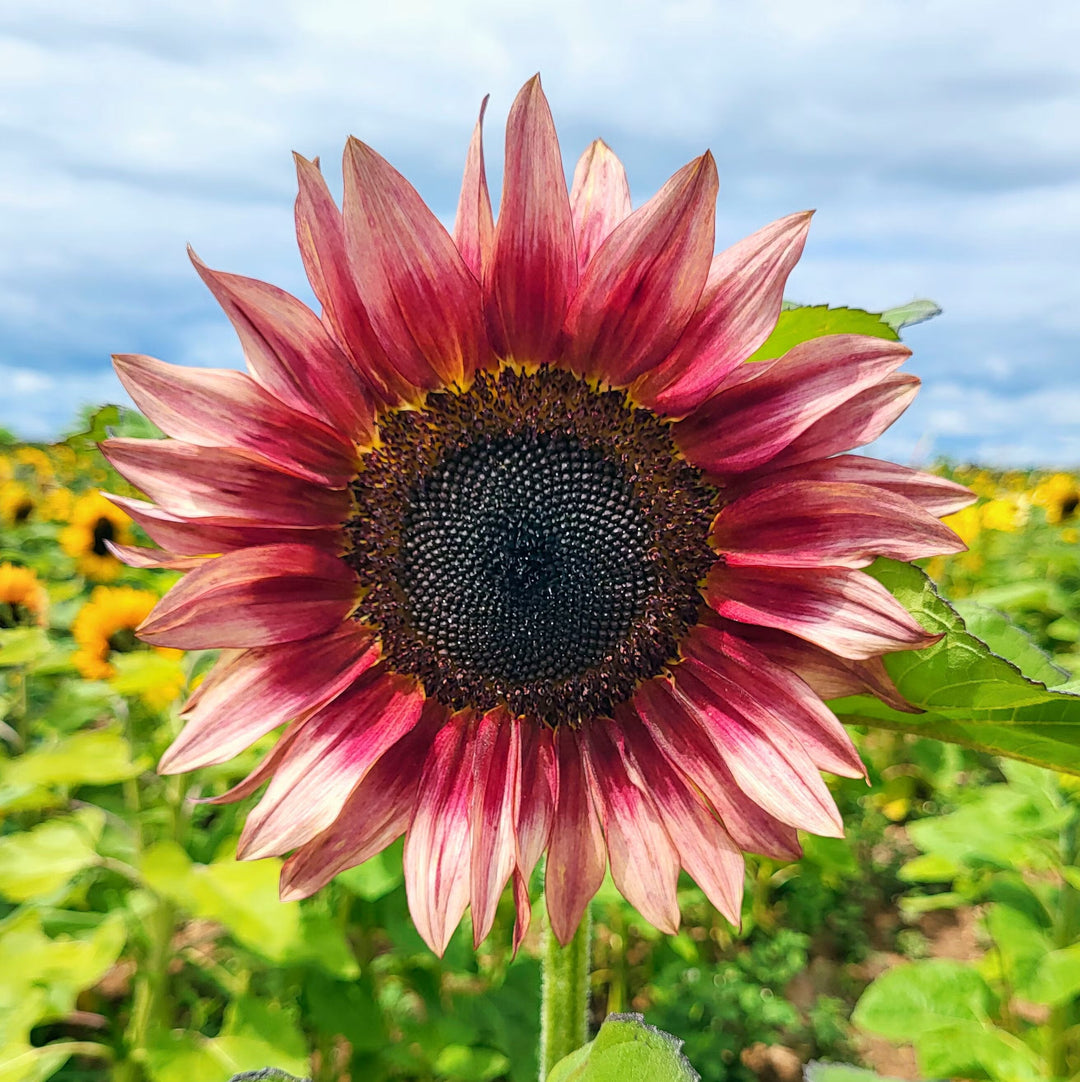 Sunflower seeds