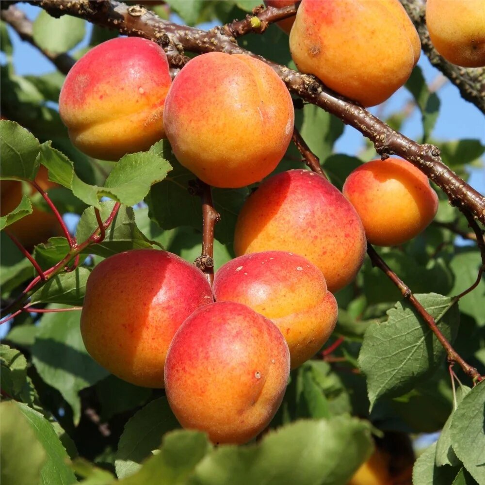 Apricot fruit seeds