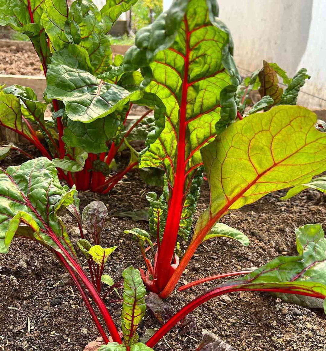 Swiss Chard Vegetable Seeds
