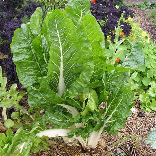 Chard Vegetable Seeds