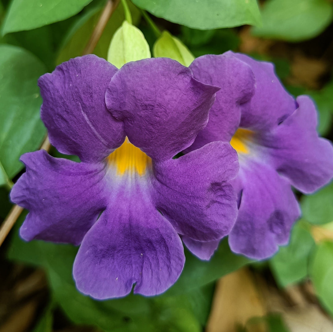 Thunbergia flower seeds