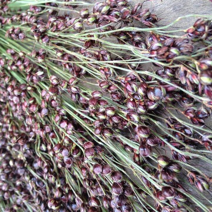 Amber Sorghum Seeds