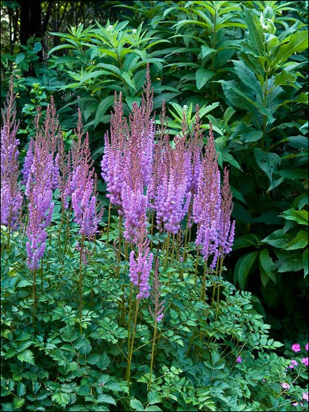 Astilbe Flower Seeds Purple for Planting Heirloom Non-GMO High Germination Organic Garden Seeds