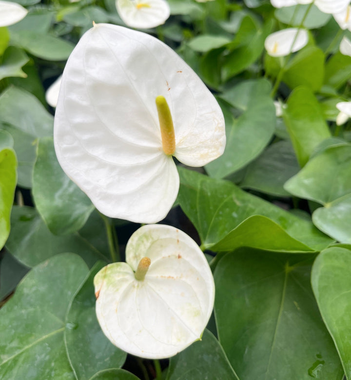 Anthurium Flower Seeds White for Planting – Heirloom Non-GMO High Germination Organic Seeds