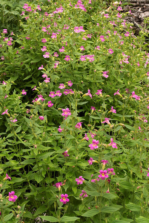 Pinke Gauklerblume (Mimulus lewisii) Samen – Alte Sorte, gentechnikfrei, hohe Keimrate