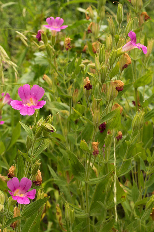 Pinke Gauklerblume (Mimulus lewisii) Samen – Alte Sorte, gentechnikfrei, hohe Keimrate
