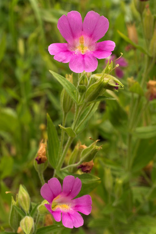 Pinke Gauklerblume (Mimulus lewisii) Samen – Alte Sorte, gentechnikfrei, hohe Keimrate