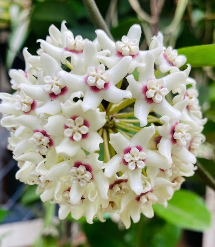 Semillas de flor gigante de Hoya Carnosa, semillas blancas — Semillas tradicionales sin OMG
