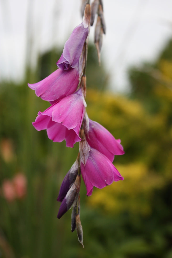 Dierama Pendulum Flower Seeds – Heirloom Non-GMO High Germination Seeds