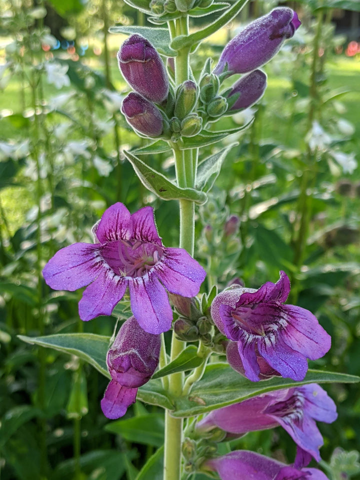 Lila Penstemon Blumensamen – Alte Sorte, gentechnikfrei, hohe Keimfähigkeit, Bio-Gartensamen zum Pflanzen
