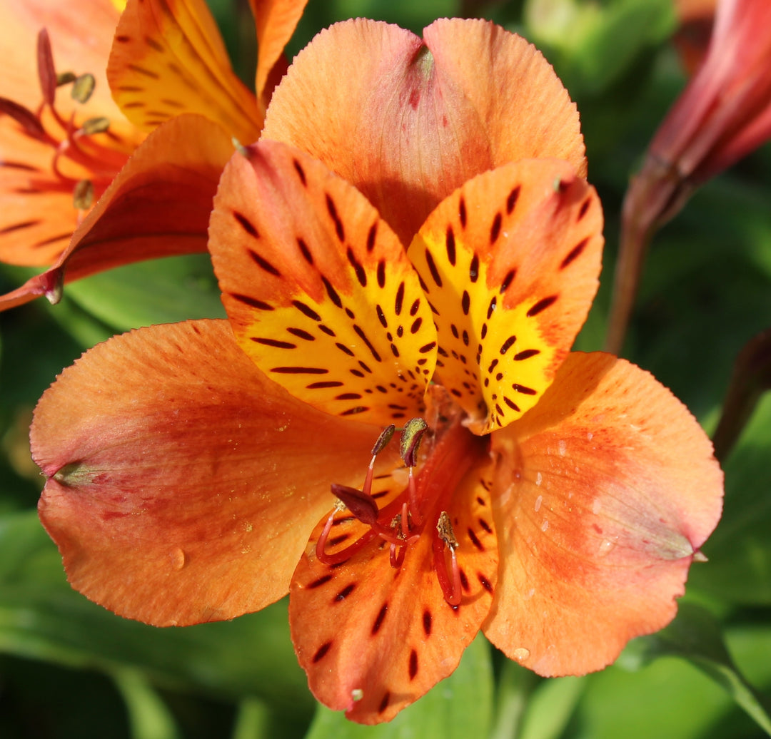 Orange Alstroemeria Flower Seeds – Heirloom Non-GMO High Germination Seeds
