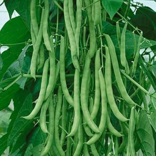 Missouri Wonder Pole Bean Seeds – Climbing Green Beans for Planting, Non-GMO, Organic Garden Seeds
