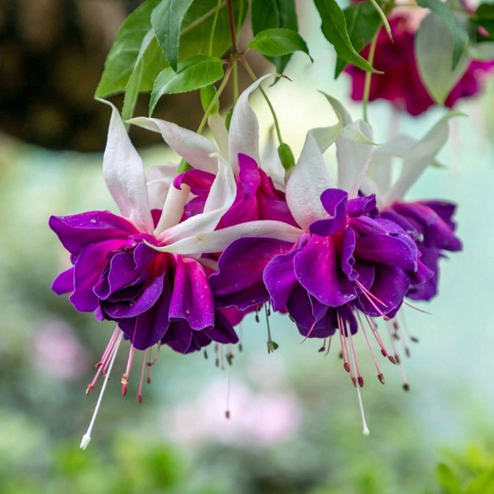 White Purple Fuchsia Flower Seeds – Heirloom Non-GMO High Germination Seeds