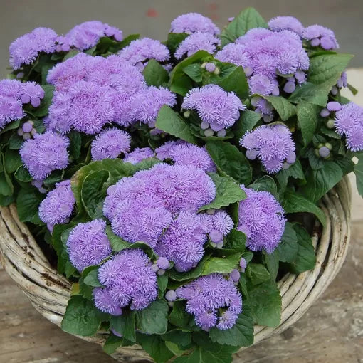 blue blue flower seeds