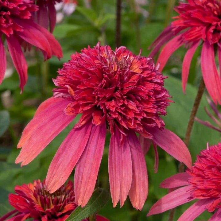 Red Double Echinacea Flower Seeds – Heirloom Non-GMO High Germination Organic Seeds