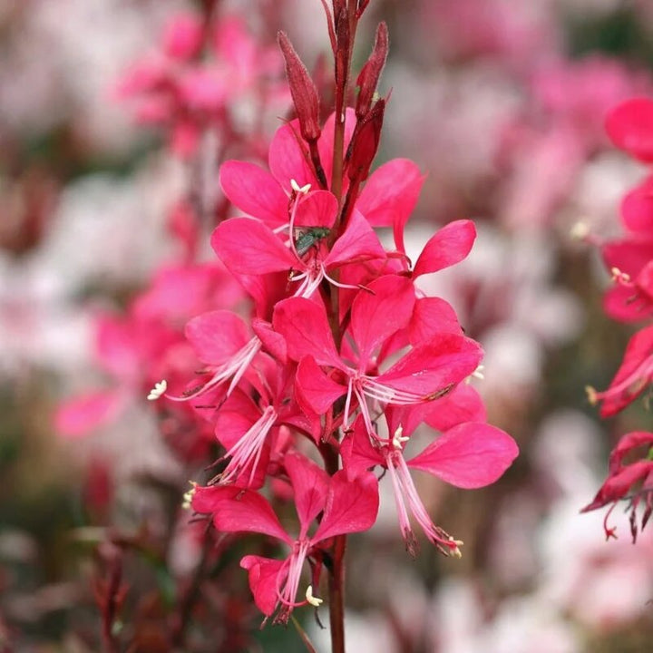 Gaura Flower Seeds Red – Heirloom Non-GMO High Germination Seeds