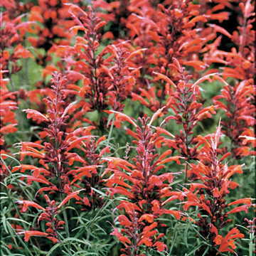 giant hyssop flower seeds
