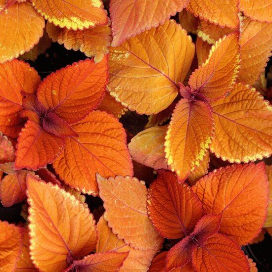 Orange Coleus Plant Seeds for Planting – Heirloom Non-GMO High Germination Seeds