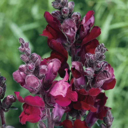 black prince flower seeds