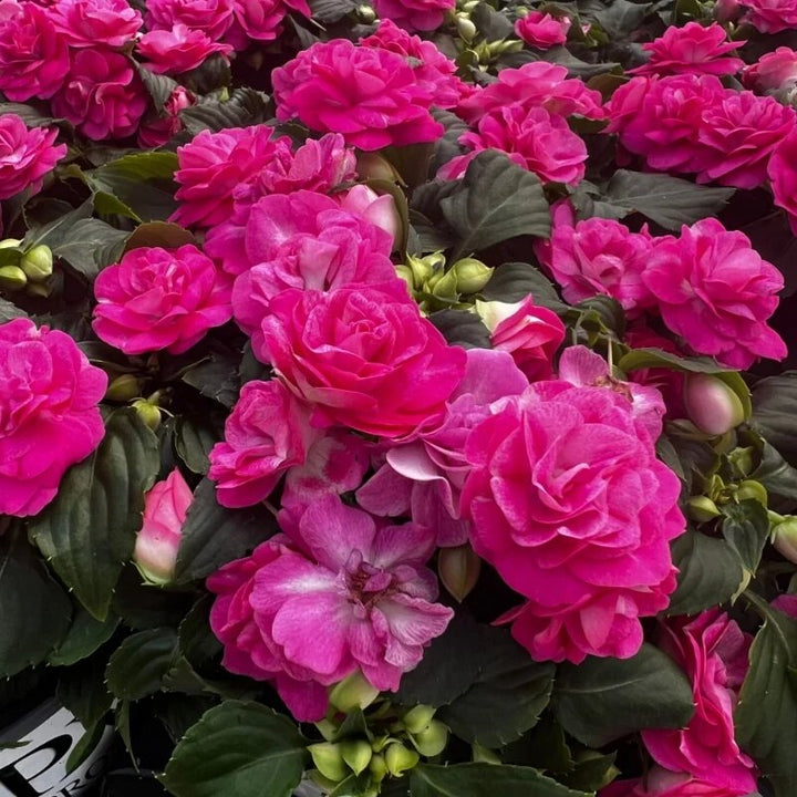 Pink Double Impatiens Flower Seeds – Heirloom, Non-GMO, High Germination Seeds