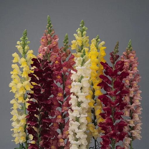 rocket mix flower seeds