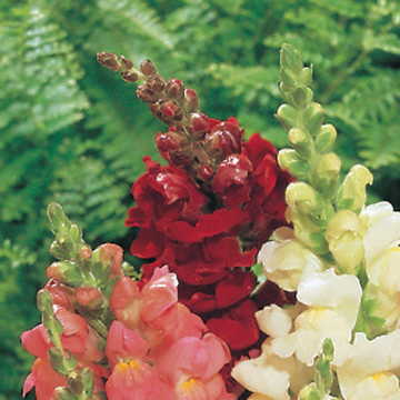 red red flower seeds