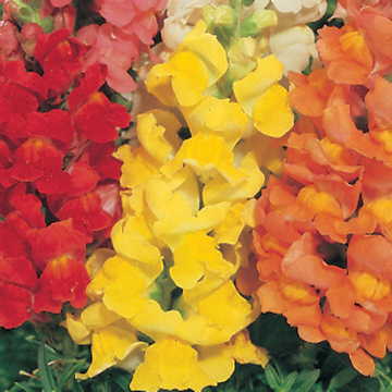 golden golden flower seeds