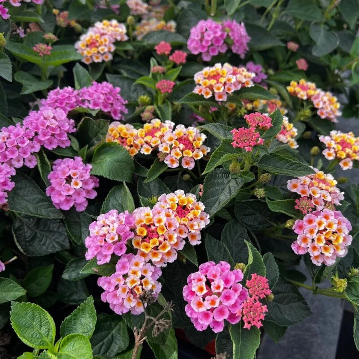 Lantana Flower Seeds Pink – Heirloom, Non-GMO, High Germination Seeds