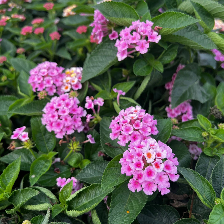 Lantana Flower Seeds Pink – Heirloom, Non-GMO, High Germination Seeds