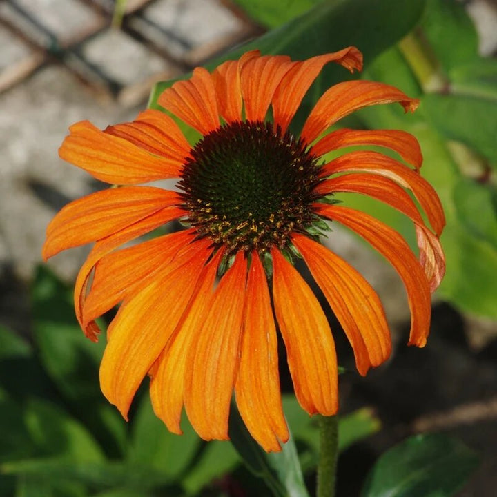 Echinacea Tangerine Flower Seeds – Heirloom, Non-GMO, High Germination Seeds